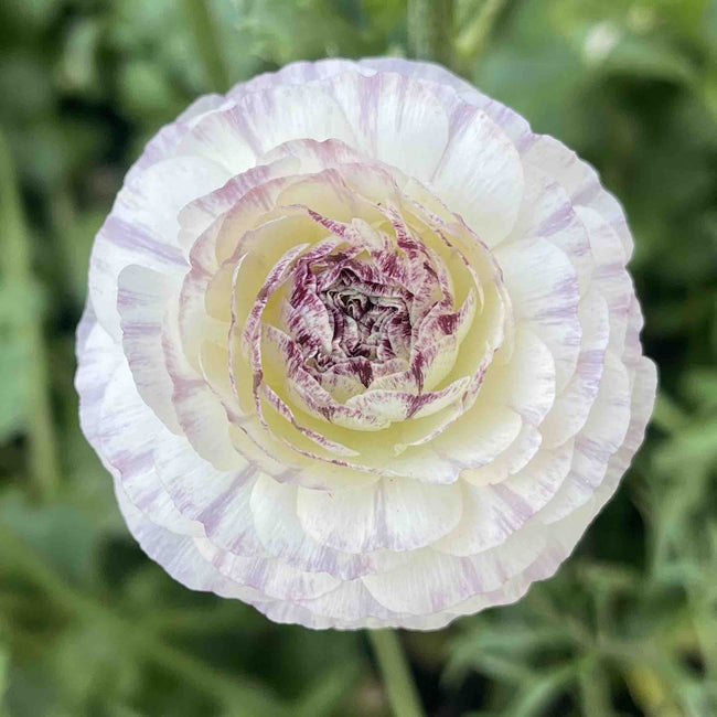Ranunculus White Picotee