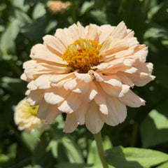 Zinnia Pastel Mix