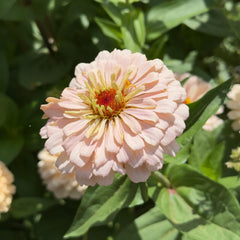 Zinnia Pastel Mix