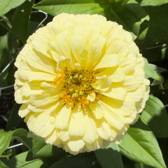 Zinnia Pastel Mix