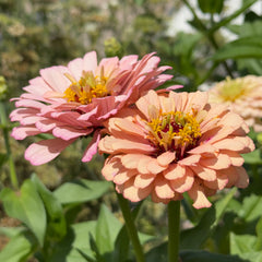 Zinnia Pastel Mix