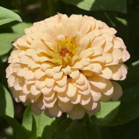Zinnia Pastel Mix