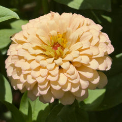 Zinnia Pastel Mix
