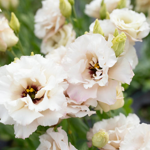 Lisianthus Beige Neo