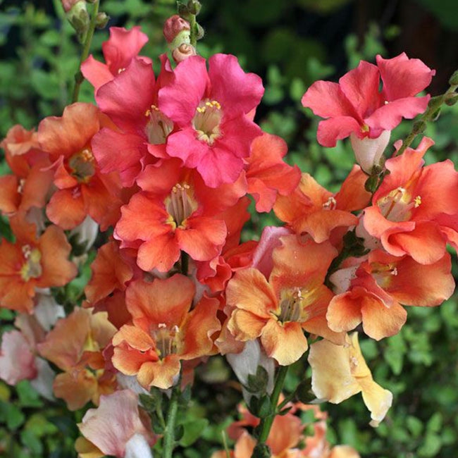 Snapdragon Chantilly Summer Flame