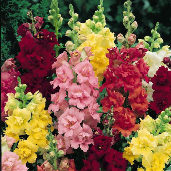 Snapdragon Madame Butterfly Mix