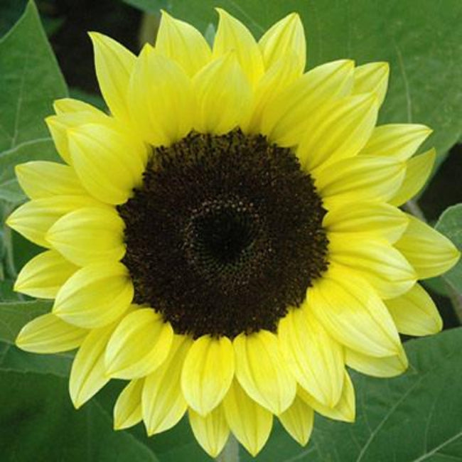 Sunflower Light Yellow