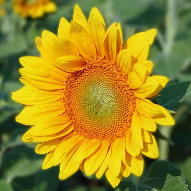 Sunflower Gold