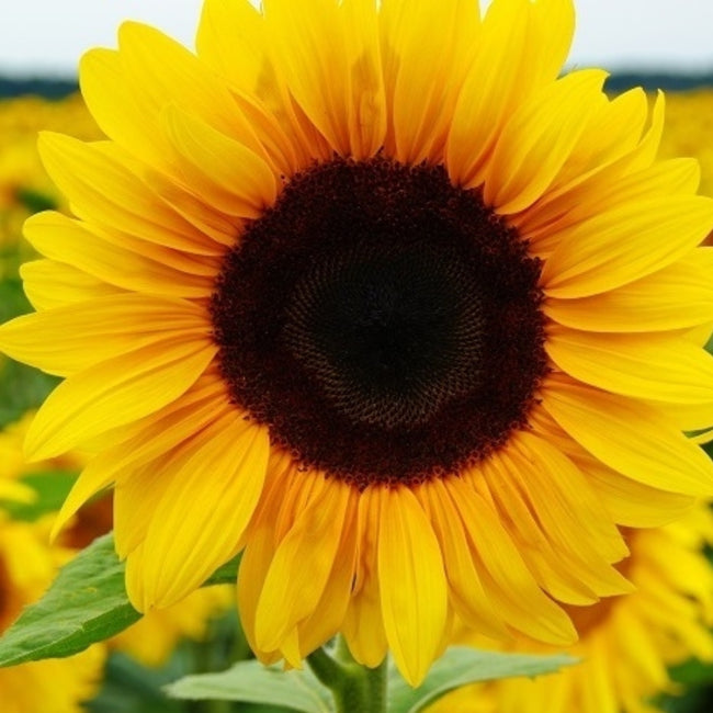 Sunflower Sonja