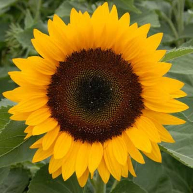 Sunflower Sunrich Orange