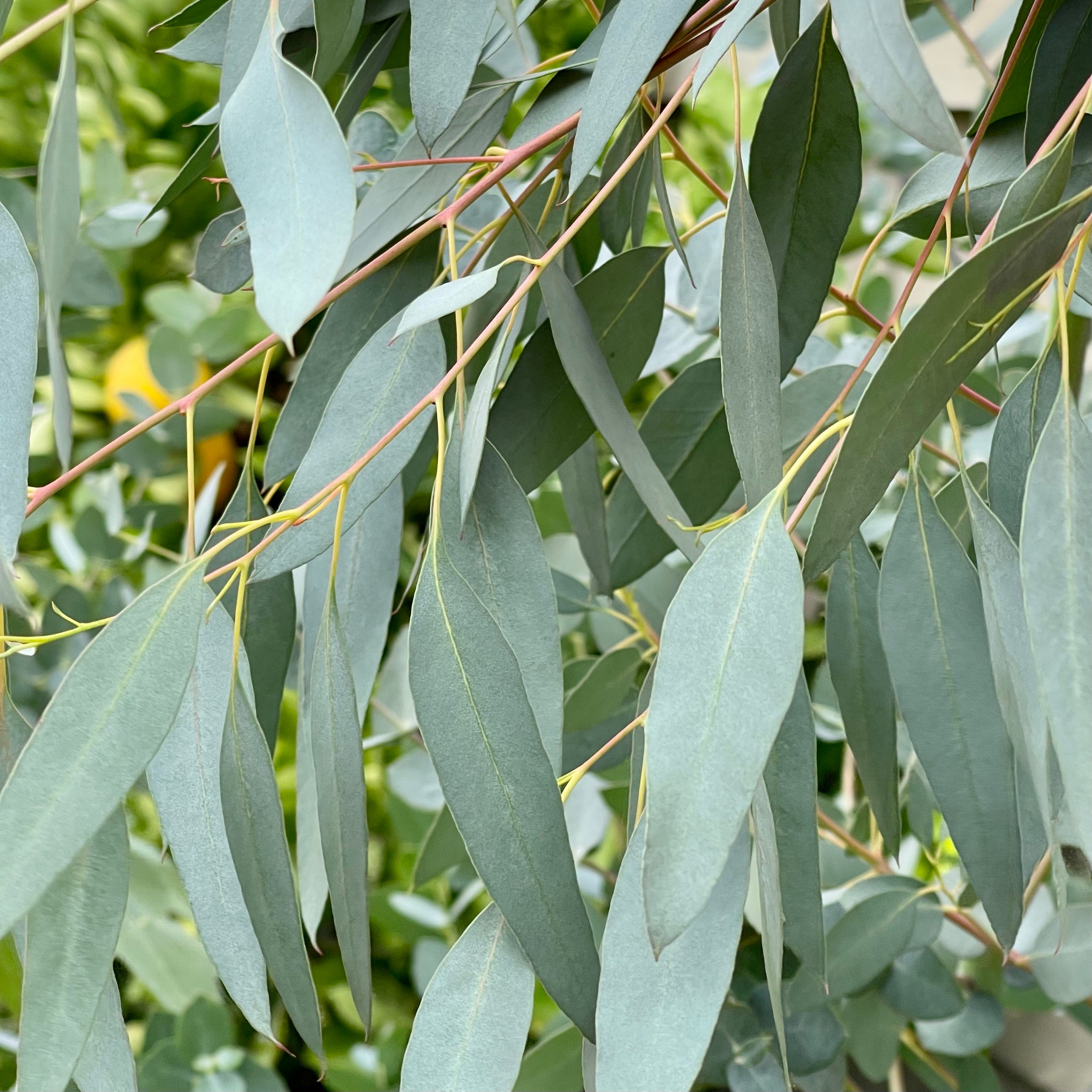 Eucalyptus Silver Drop - Mature