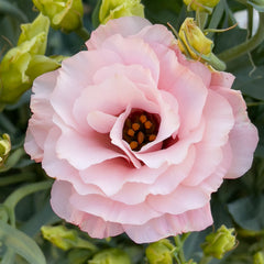 Lisianthus Apricot