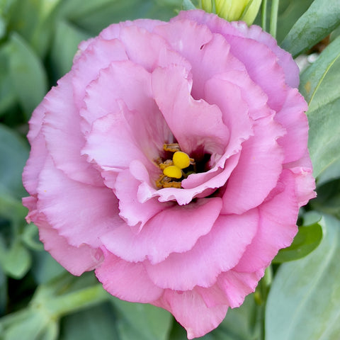 Lisianthus Misty Pink