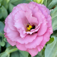 Lisianthus Misty Pink