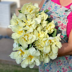Fancy Tulips Bouquet Subscription