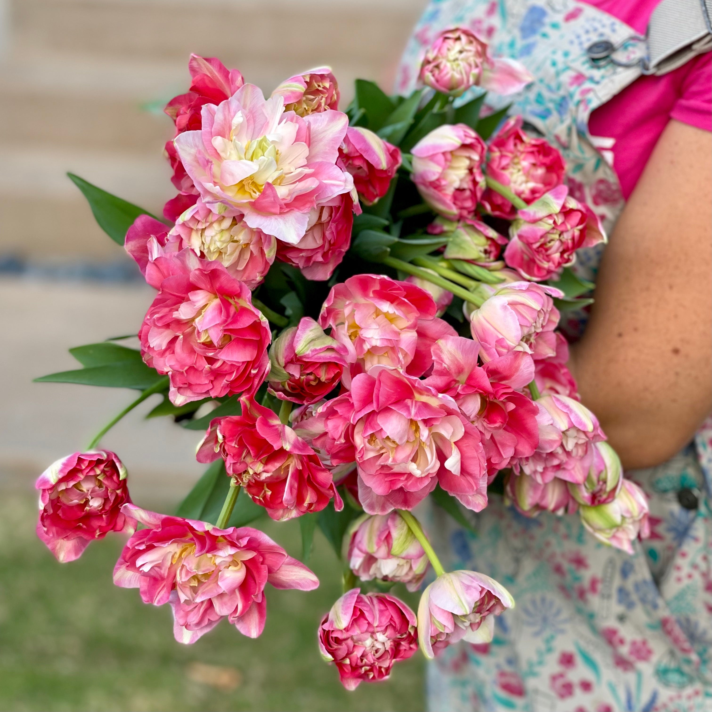 Fancy Tulips Bouquet Subscription