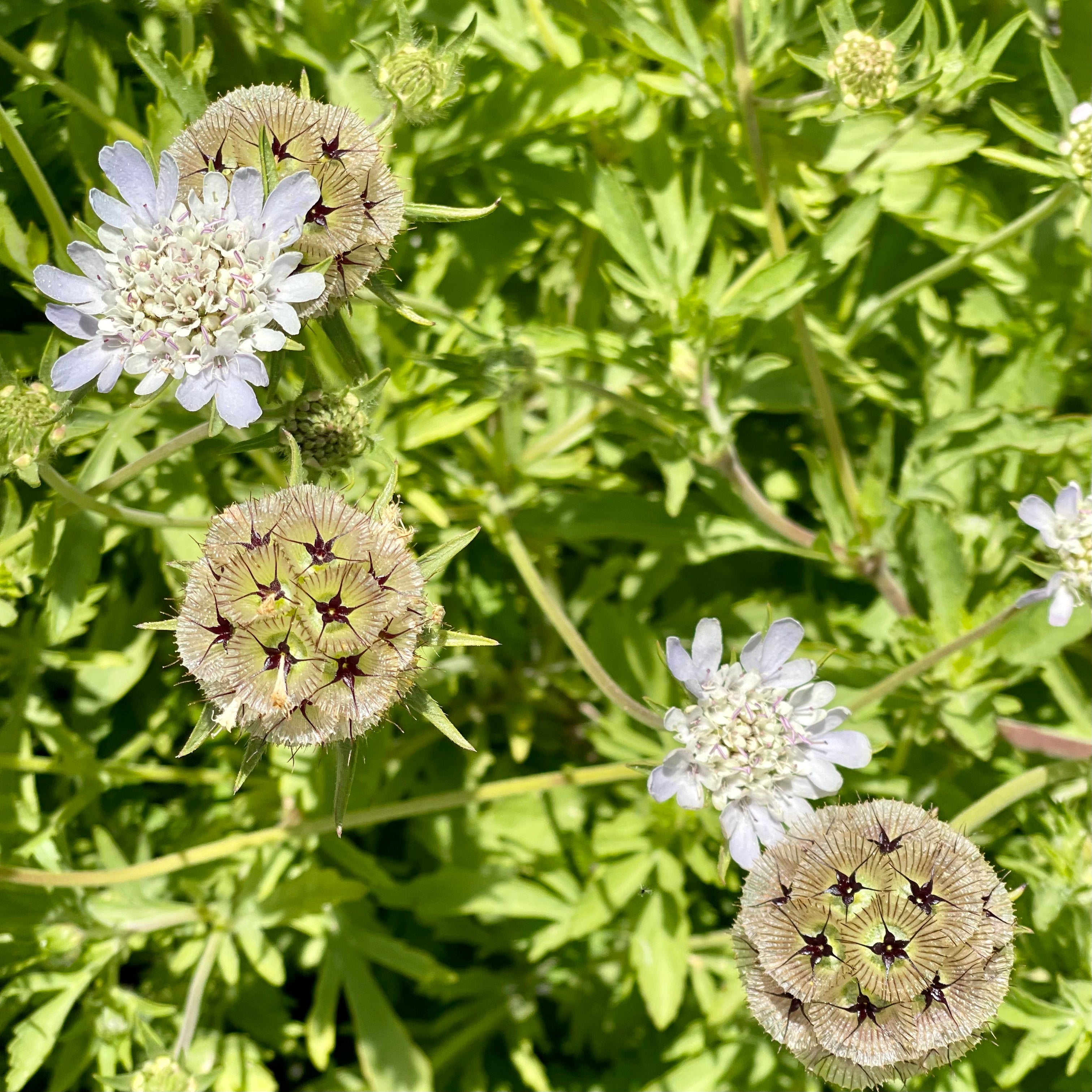 Starflower Pincushion Scabiosa Seeds