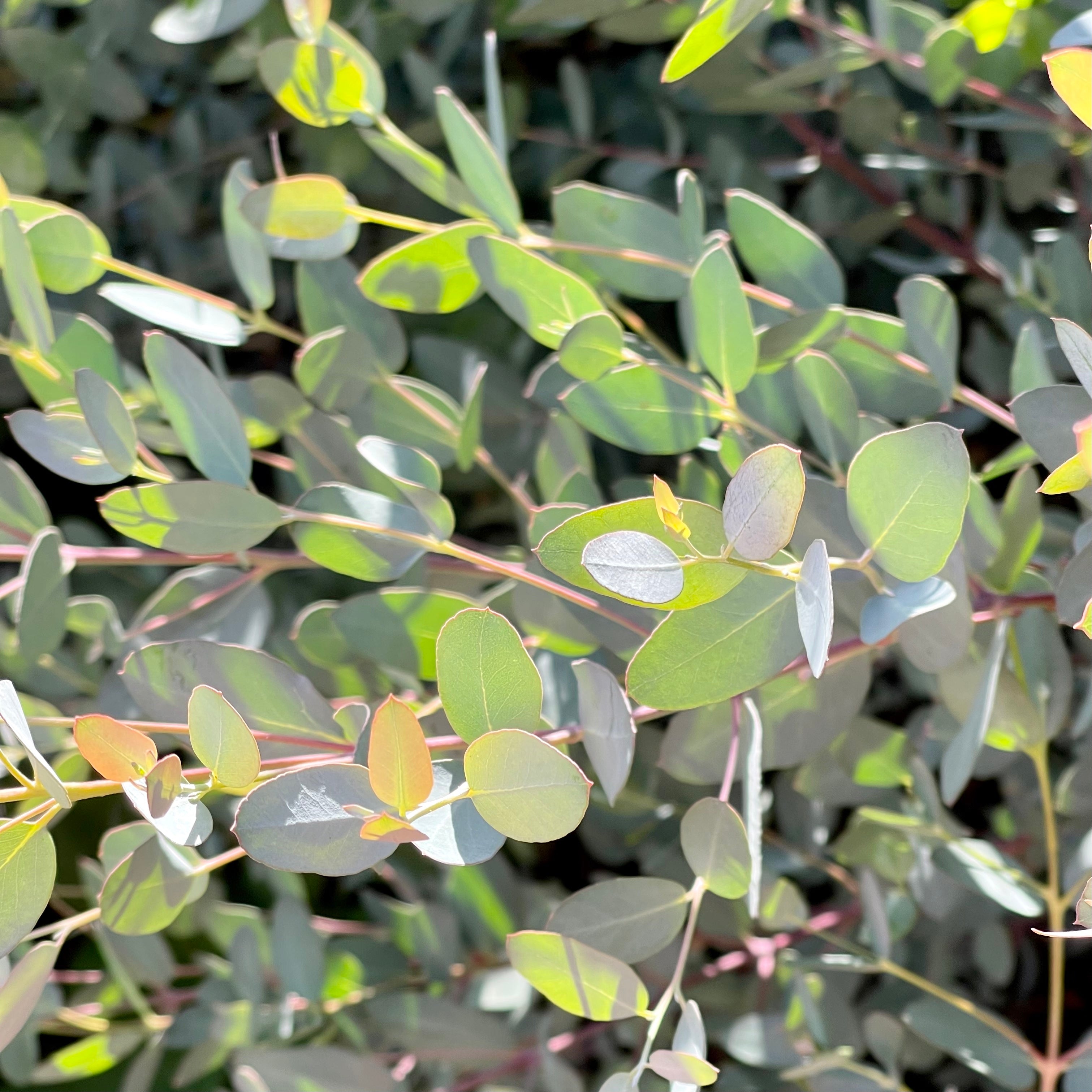 Eucalyptus Silver Drop - Young