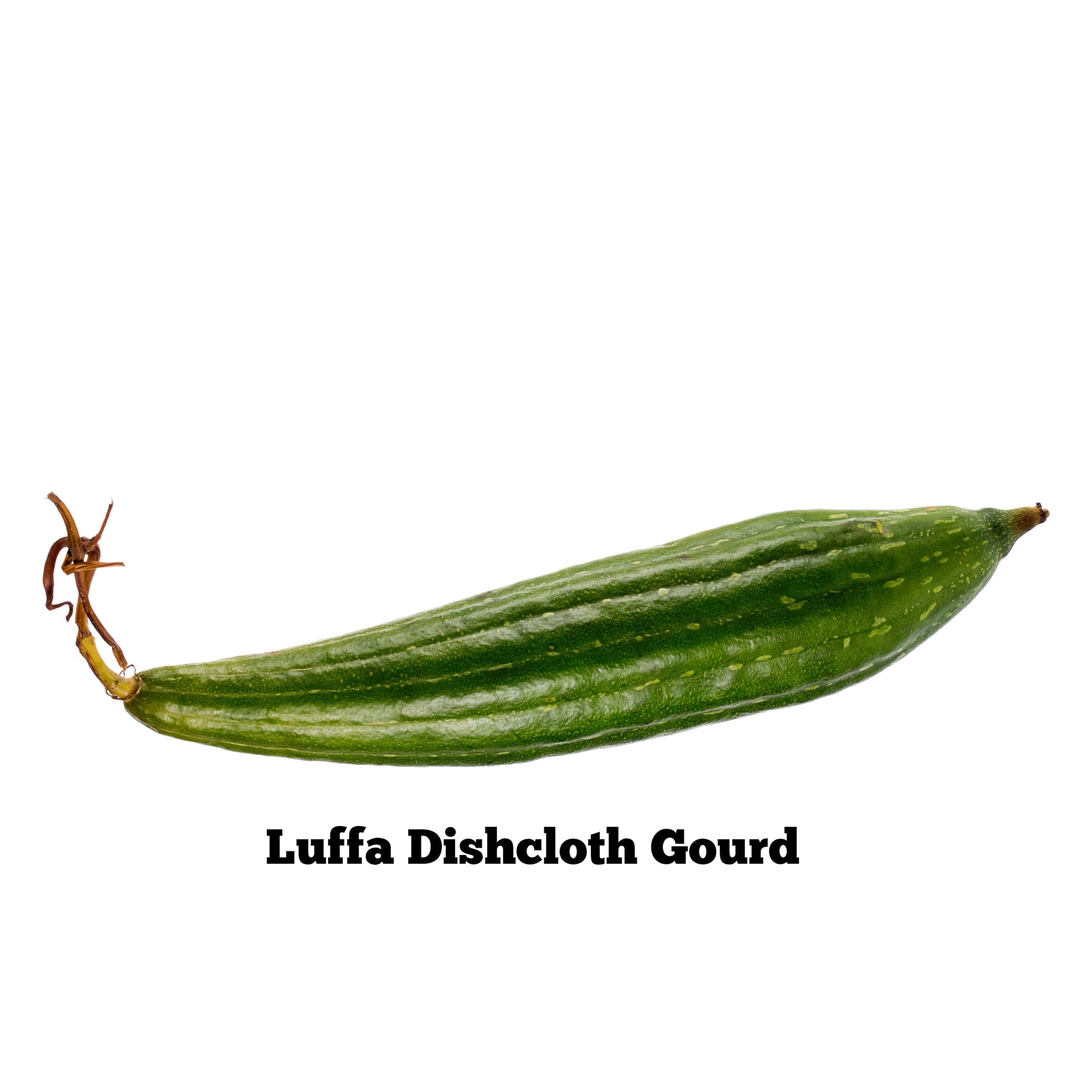 Luffa Dishcloth Gourd Seeds